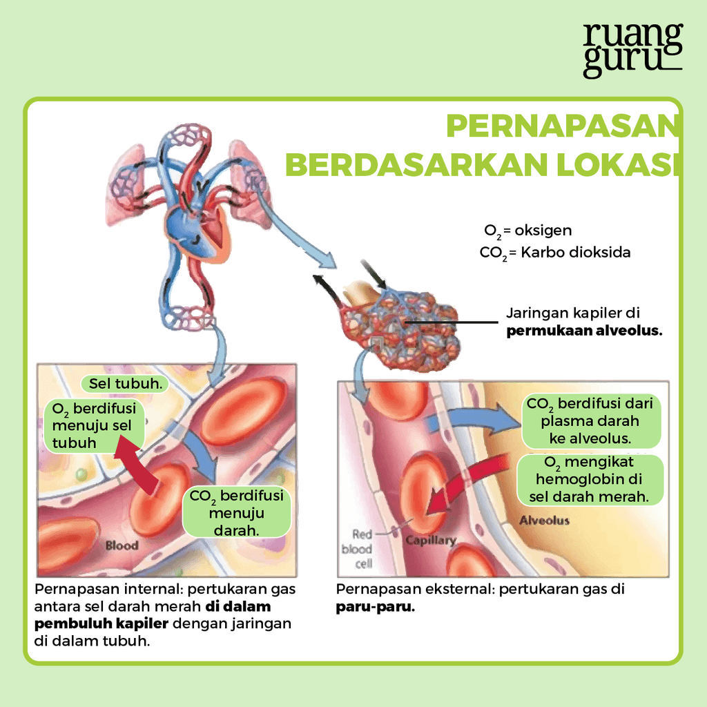 Apa Saja JenisJenis Proses Pernapasan pada Manusia?